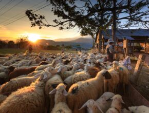 Farm Jobs in Italy 2026 – Seasonal Work with Free Accommodation