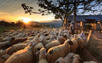 Farm Jobs in Italy 2026 – Seasonal Work with Free Accommodation