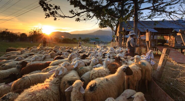 Farm Jobs in Italy 2026 – Seasonal Work with Free Accommodation